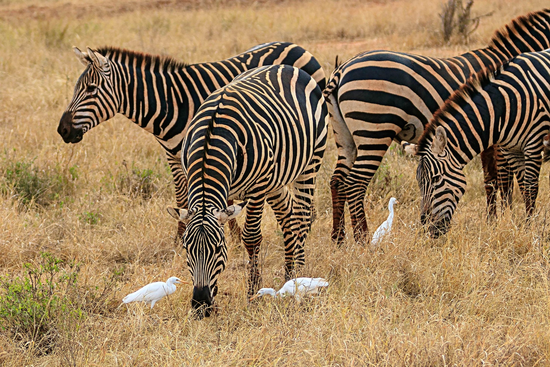 3 Days Amboseli Safari