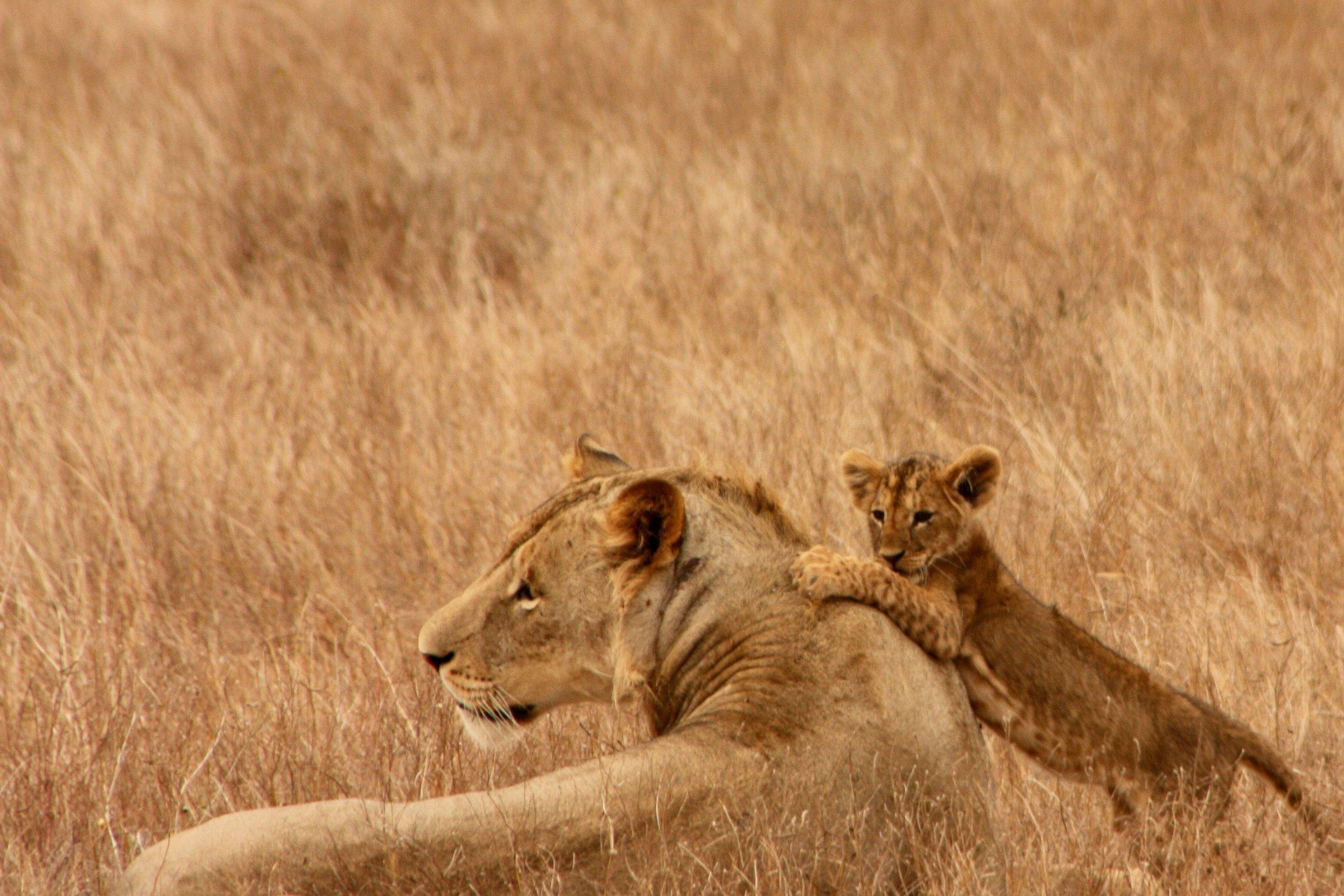 4 Days Masai Mara Game Reserve Safari