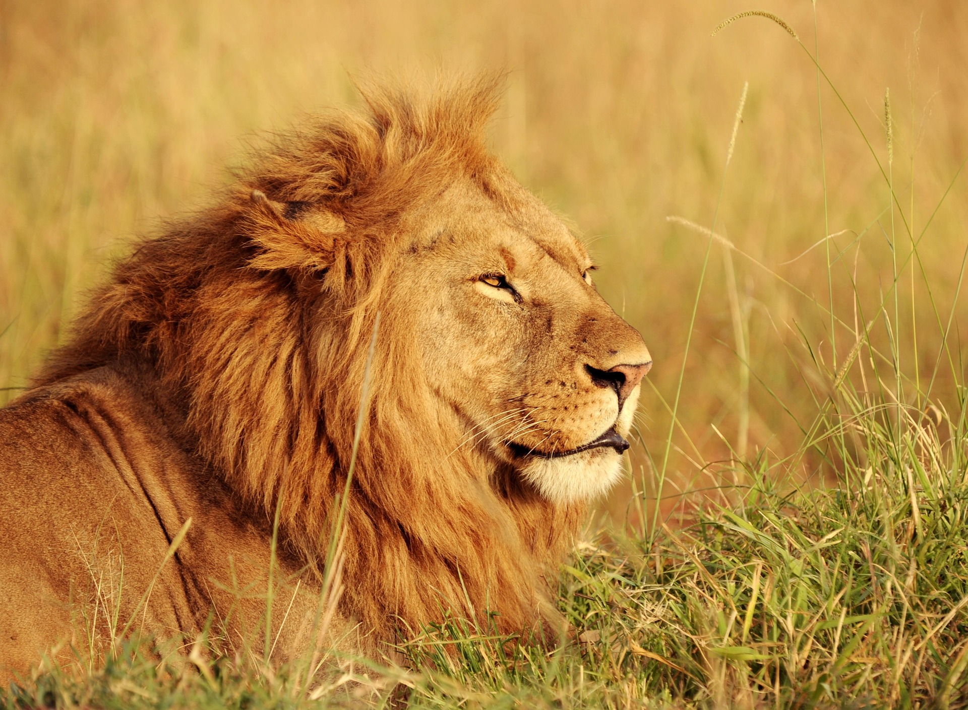 4 Days Masai Mara-Lake Nakuru Safaris