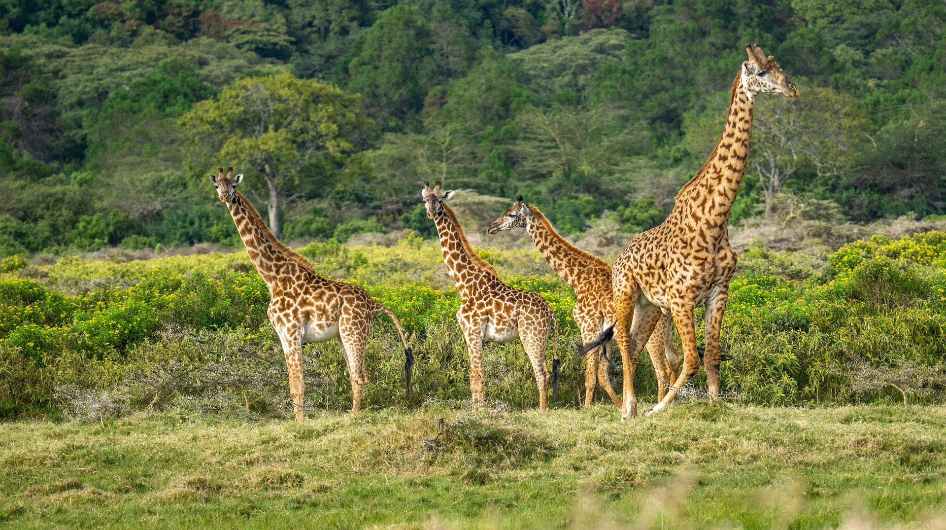 7 Days Kenya and Tanzania Safari