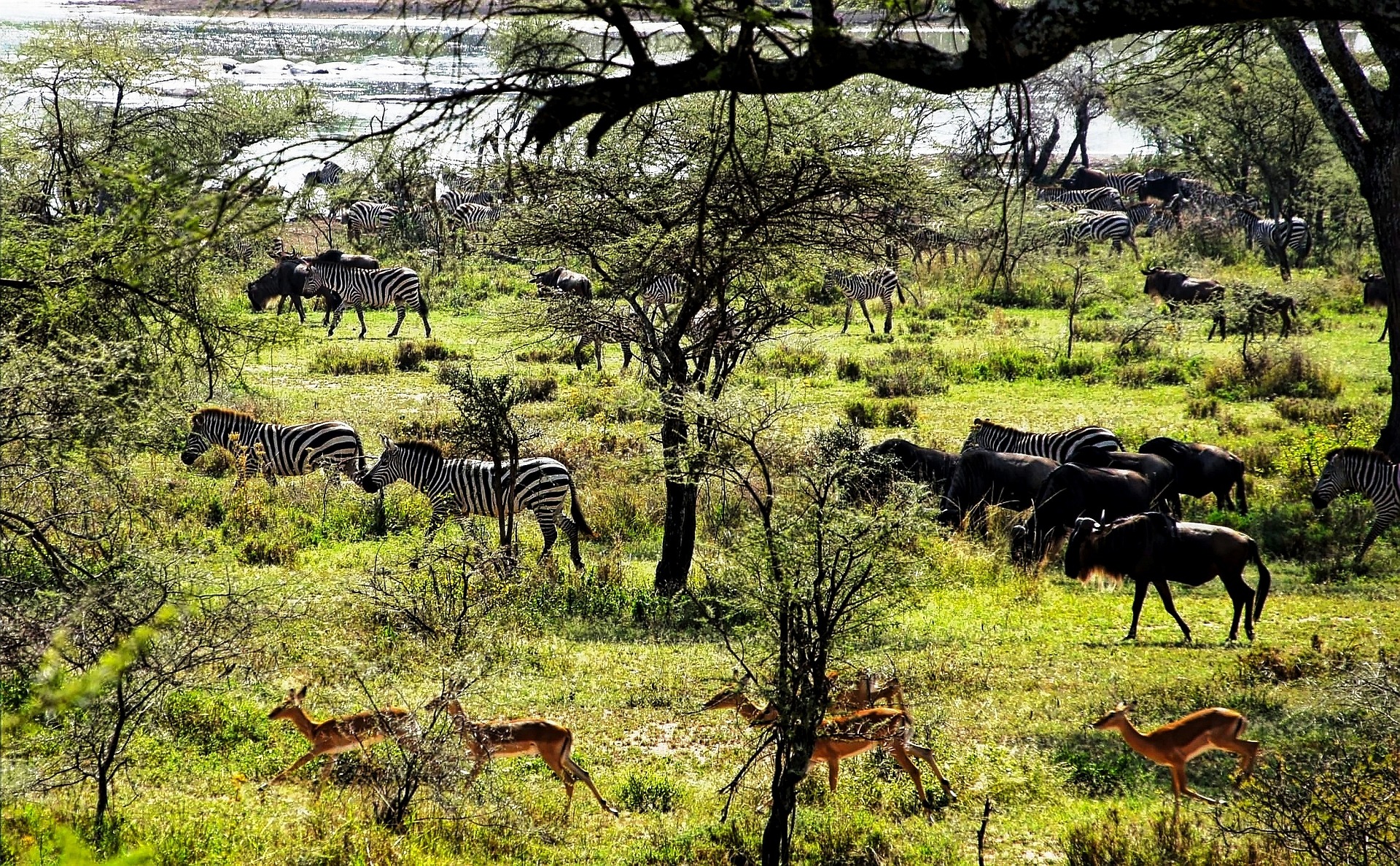 6 Days - Lake Manyara, Ngorongoro Crater , Serengeti - By Road