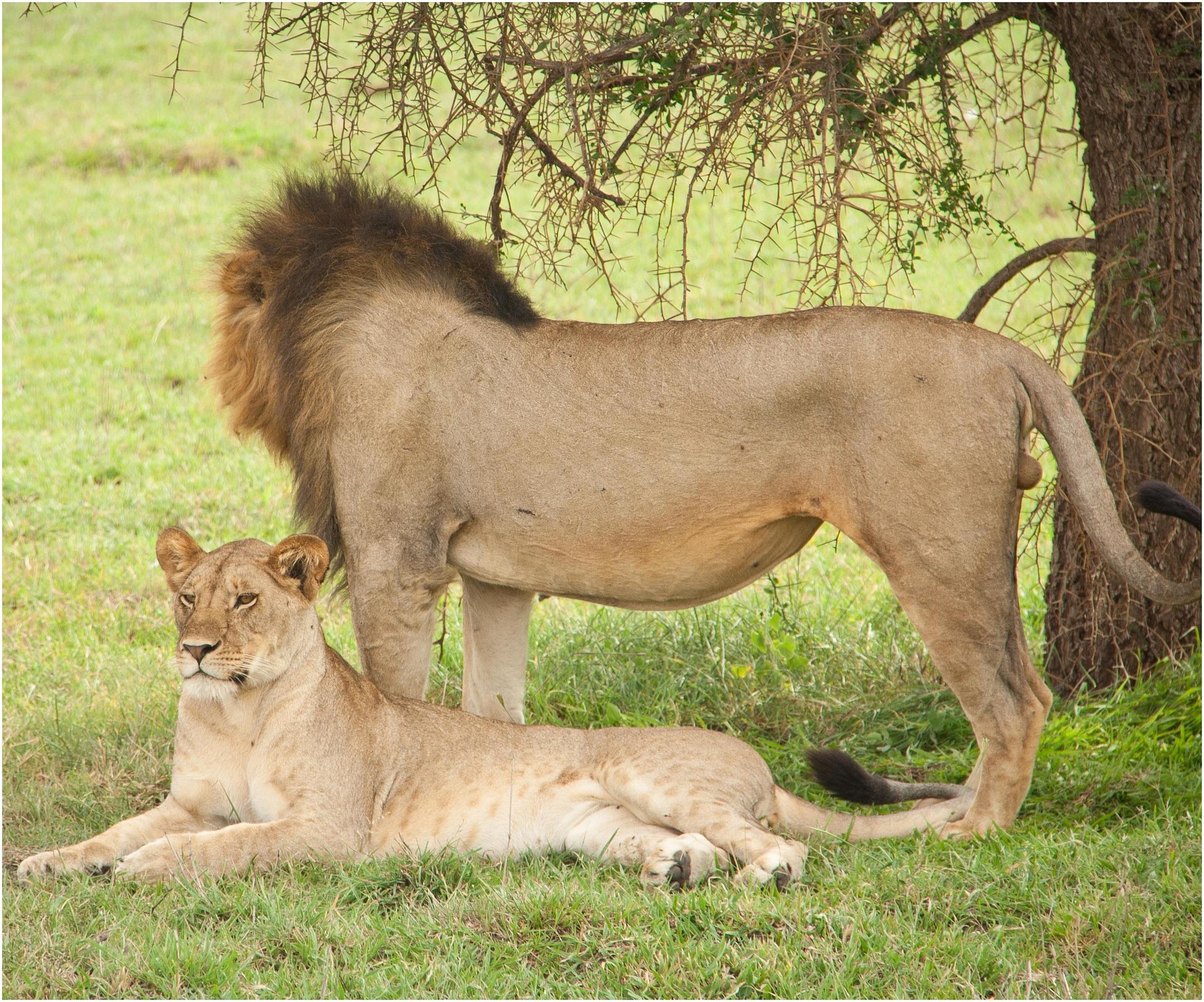 6 Days - Lake Manyara, Ngorongoro Crater , Serengeti - By Road